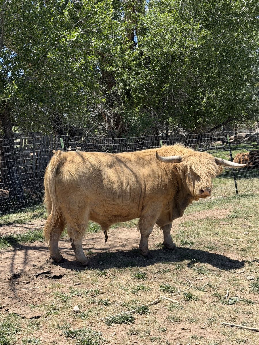 Registrable Highland Bull
