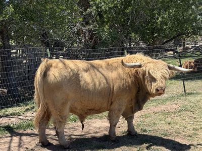 Registrable Highland Bull