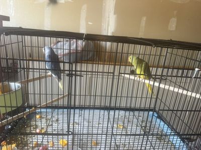 Indian Ringneck Clear TaiIl