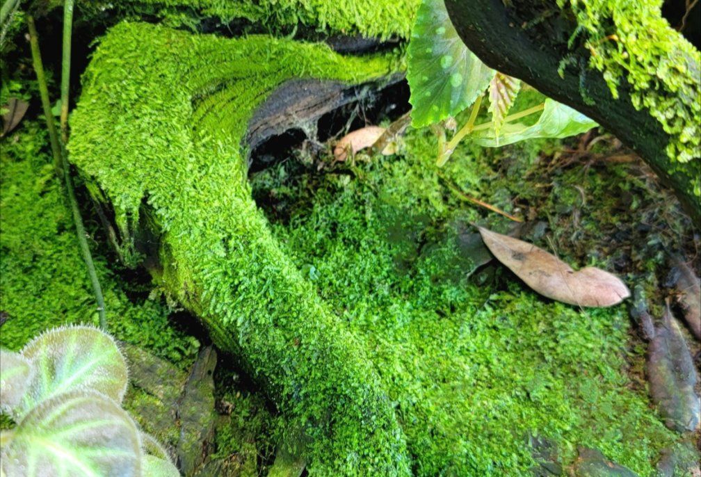 Bags of Tropical Moss