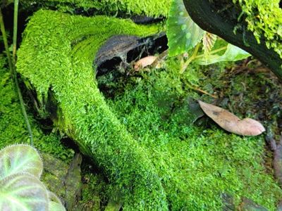 Bags of Tropical Moss