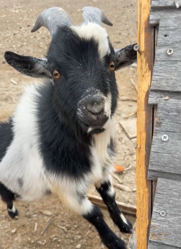 Stud Pygym Goat Service