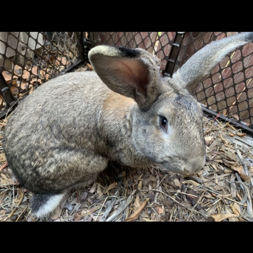 Continental Giant Breeding Pair
