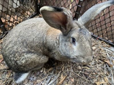 Continental Giant Breeding Pair