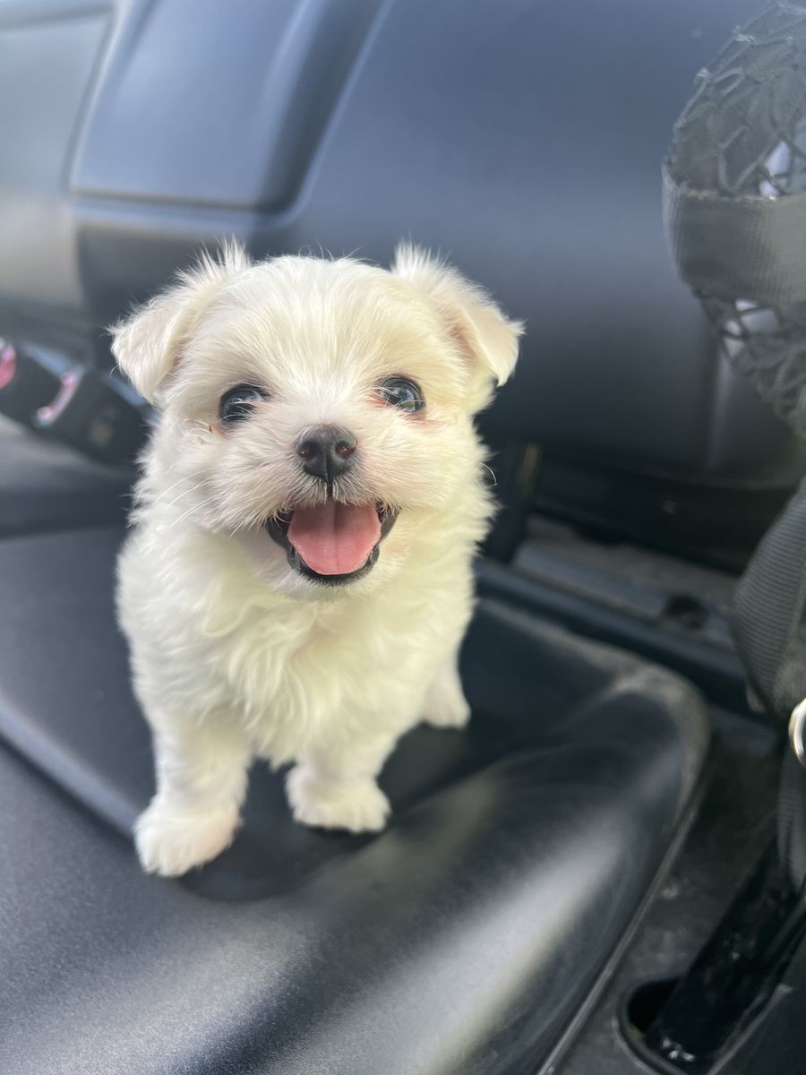 AKC Maltese