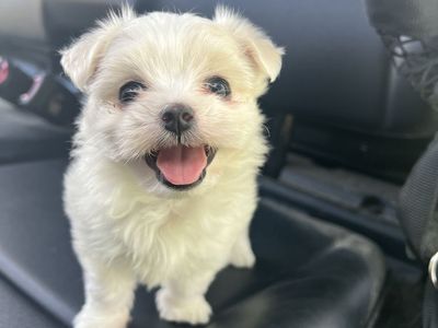 AKC Maltese