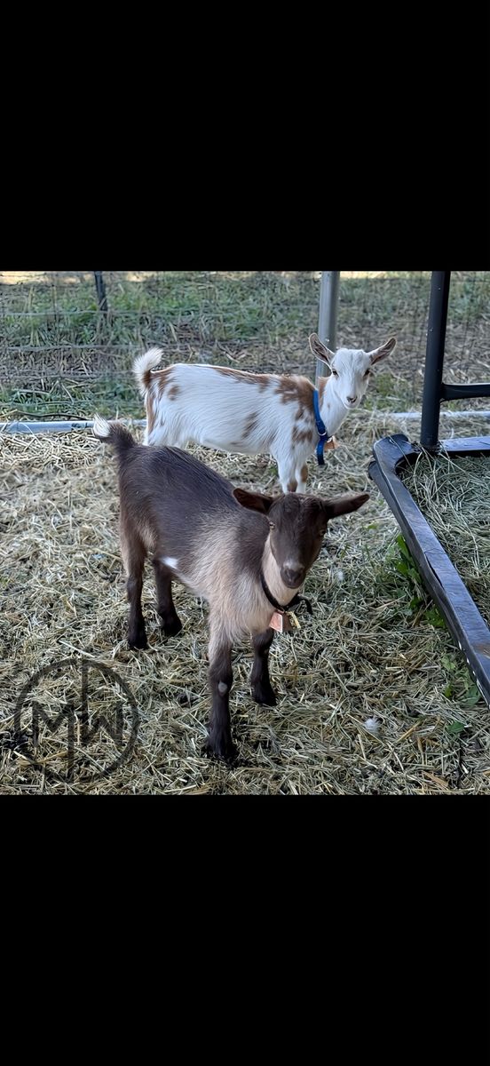 4 Nigerian Dwarf Does 