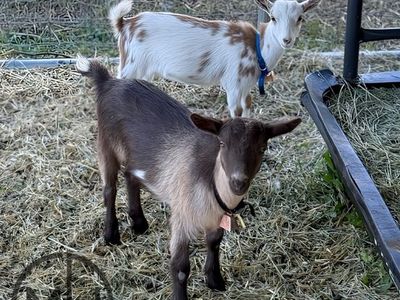 4 Nigerian Dwarf Does