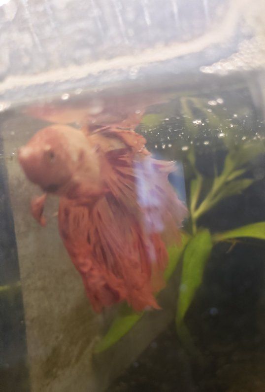 Import halfmoon Betta