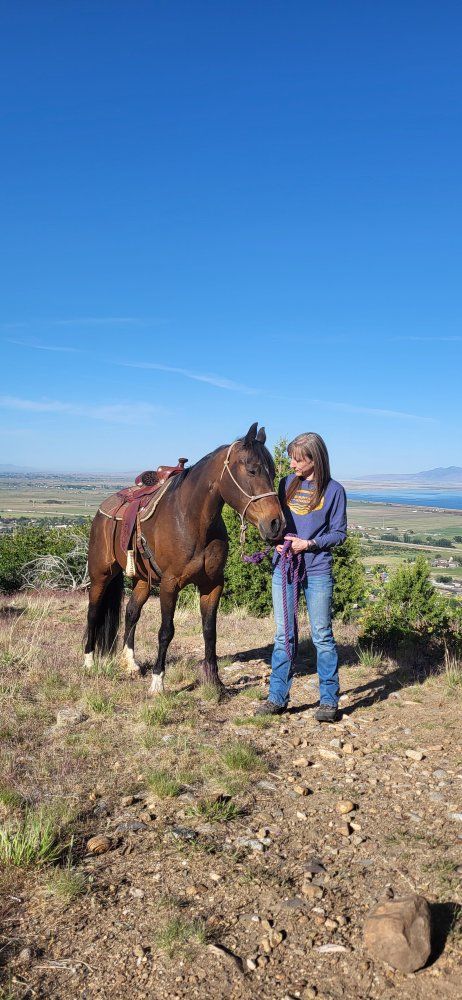 Partial lease 9 year old mare.