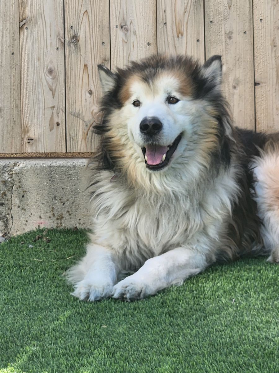 Alaskan Malamute, Needs Experienced Owner Re Homing.