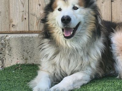 Alaskan Malamute, Needs Experienced Owner Re Homing.