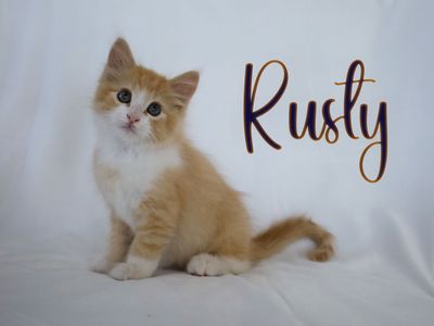 Male Kittens For Sale