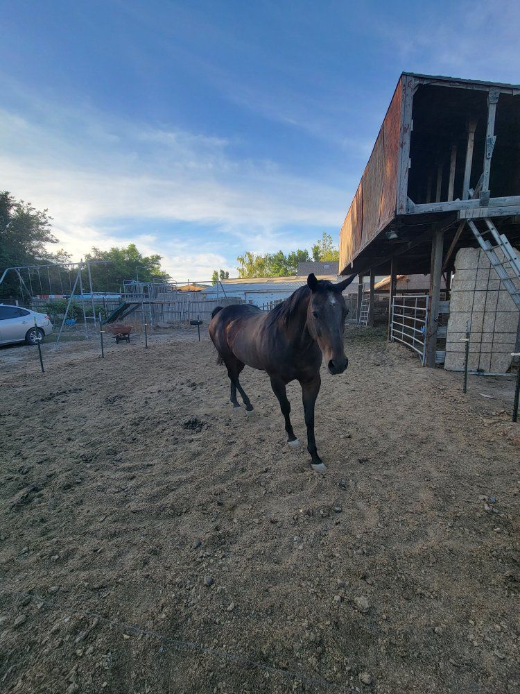 Horse for sale