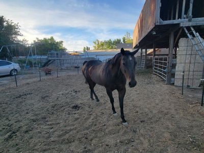 Horse for sale