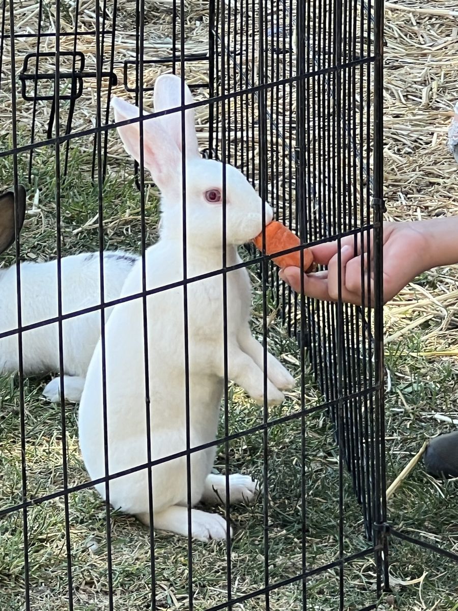 Rex/New Zealand Bunnies