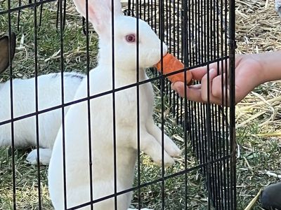 Rex/New Zealand Bunnies