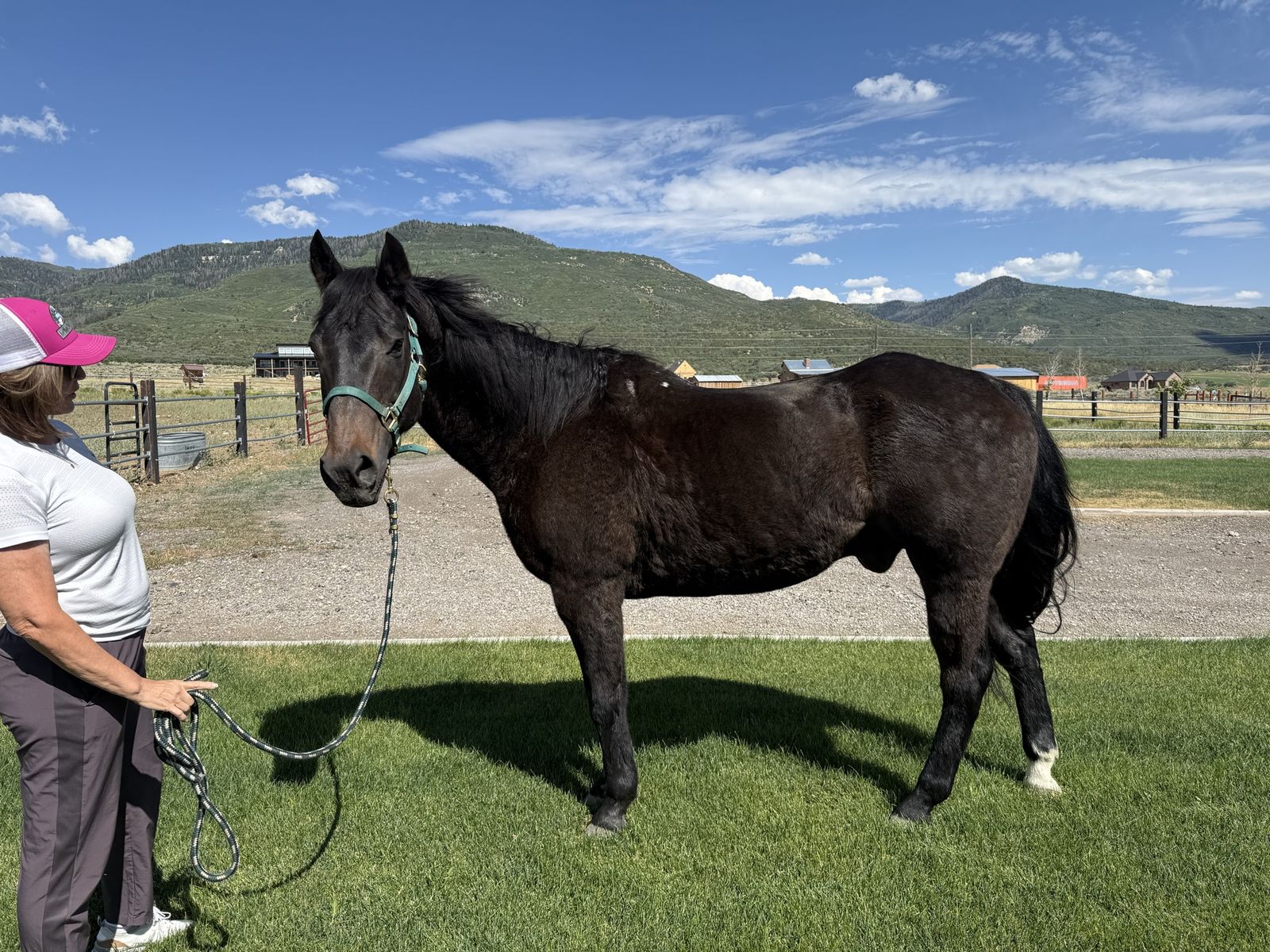 19 Yr Gelding