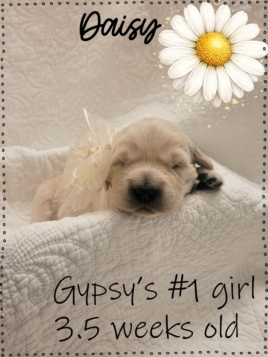 AKC European/American Golden Retriever Pups