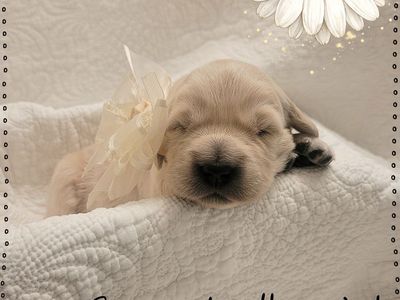 AKC European/American Golden Retriever Pups