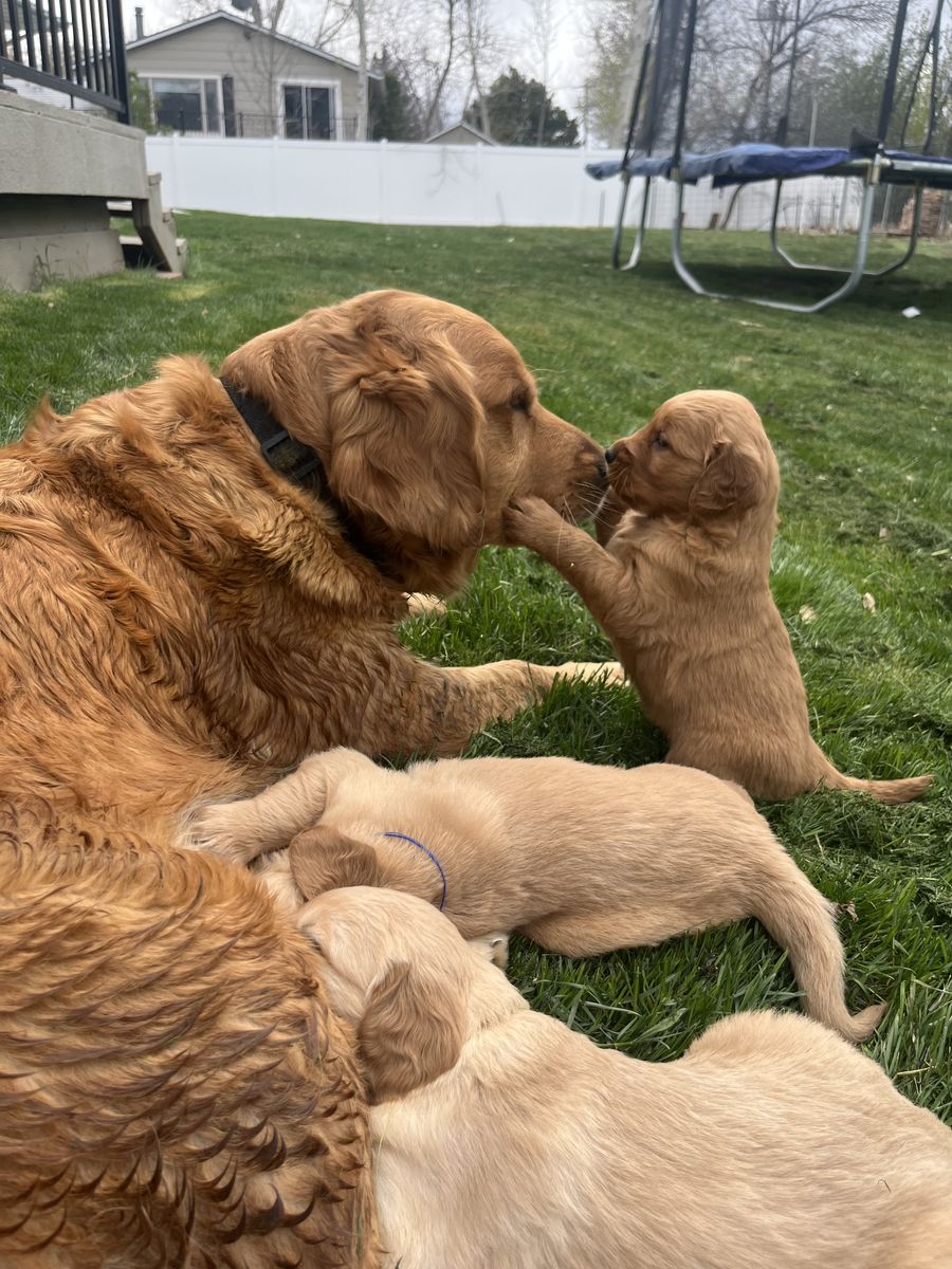 AKC Golden Retriever
