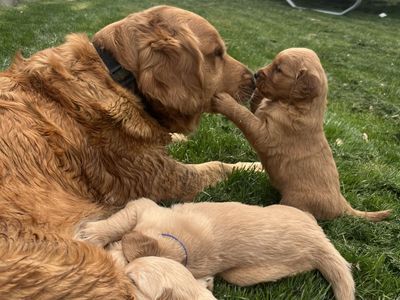 AKC Golden Retriever