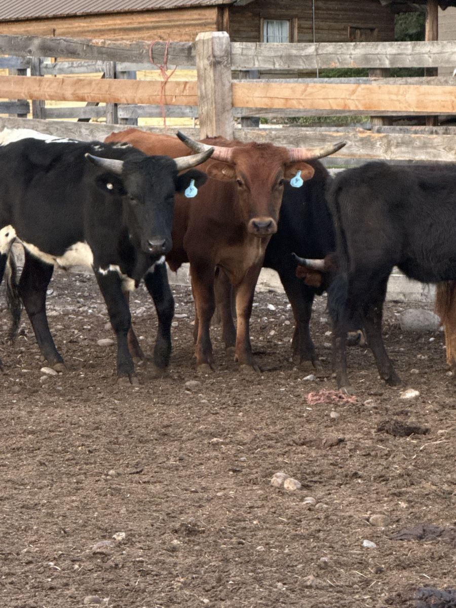 Corriente Roping Steers
