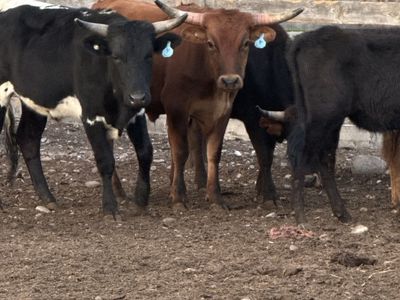 Corriente Roping Steers