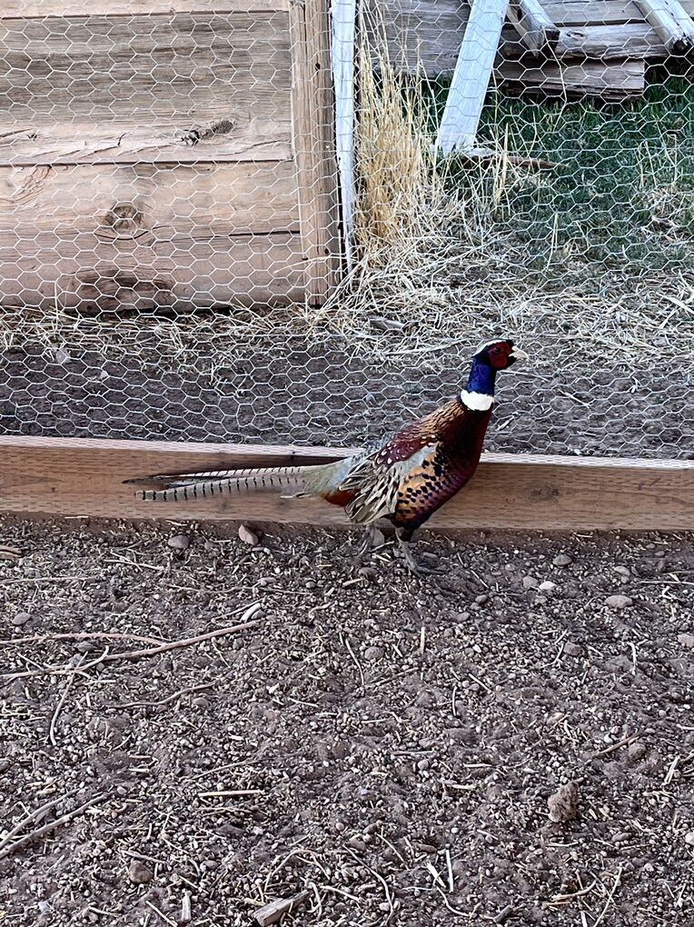 Rooster Pheasants