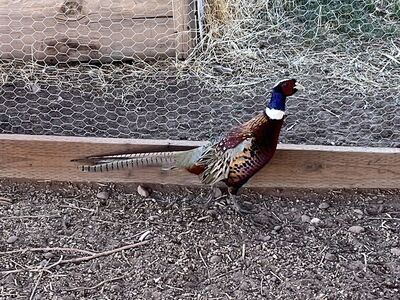 Rooster Pheasants