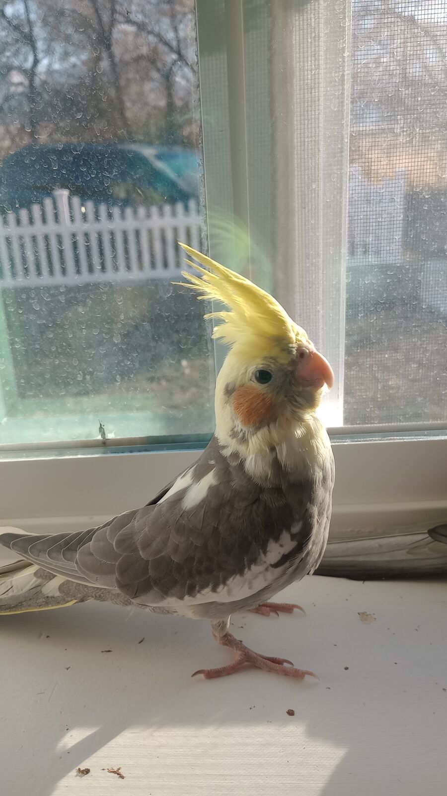 Talking tame cockatiels with Cage