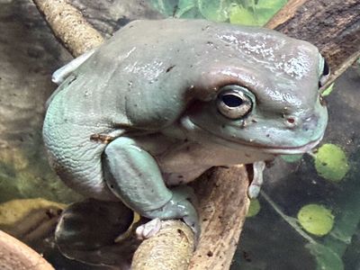 Four tree frogs and enclosure
