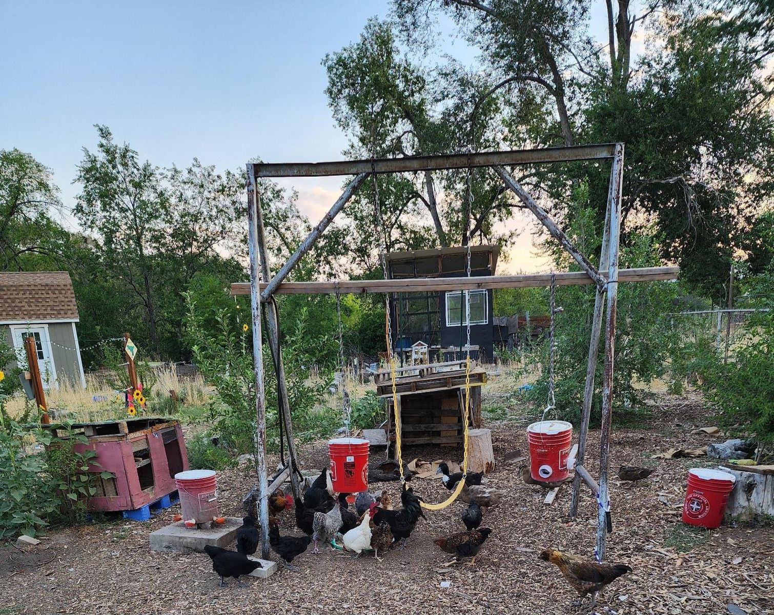 Laying hens and pullets