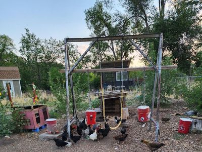 Laying hens and pullets