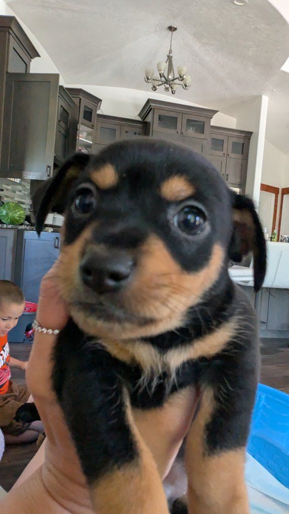 EX SMALL CHI PINS ( Chihuahua & Mini pincher hybrid)