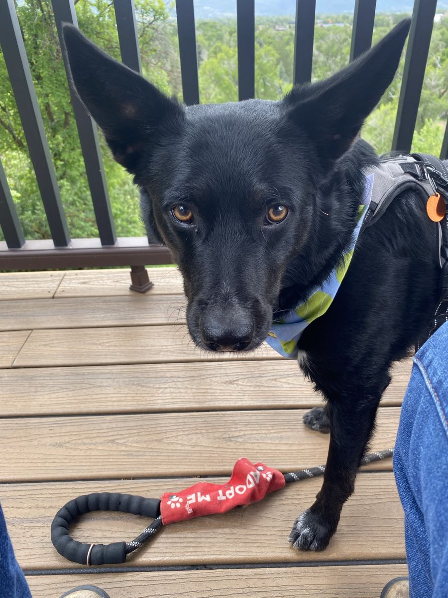 Cattle Dog Buddy