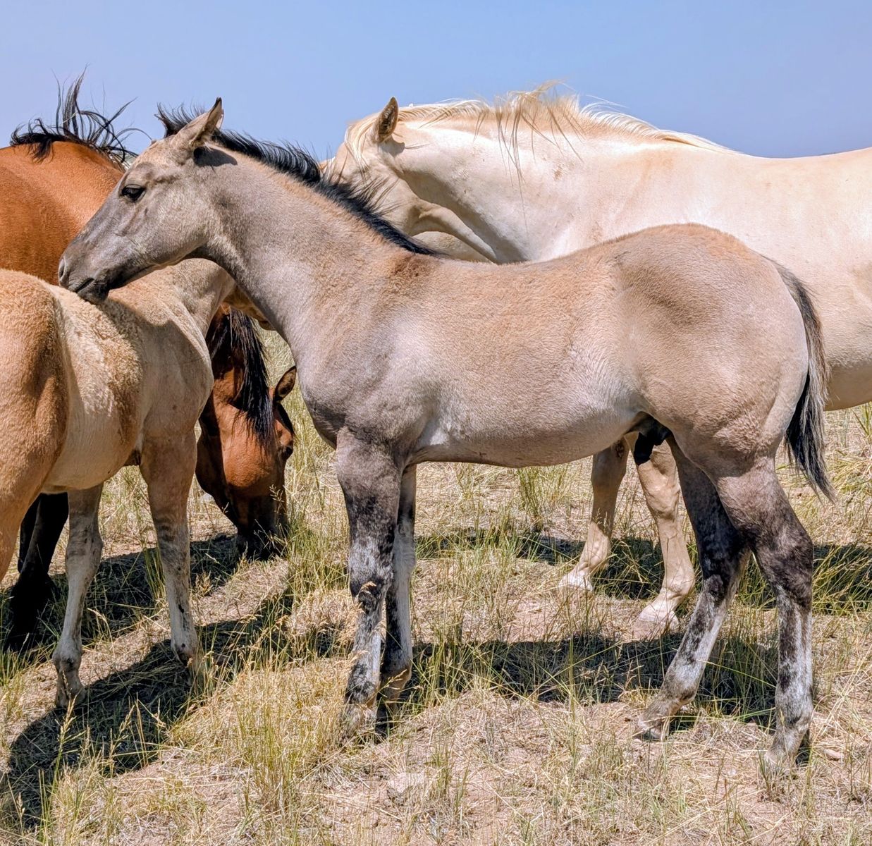 Homozygous Dun Grullo Stud AQHA weanling