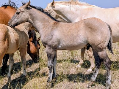 Homozygous Dun Grullo Stud AQHA weanling