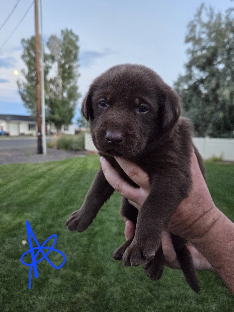 AKC Registered Labrador Puppies 