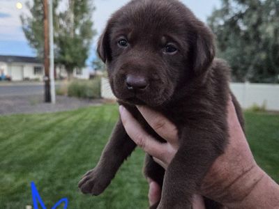 AKC Registered Labrador Puppies