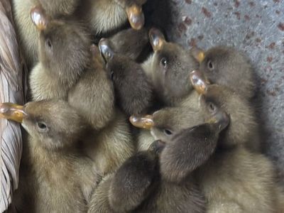 Khaki Campbell Ducklings