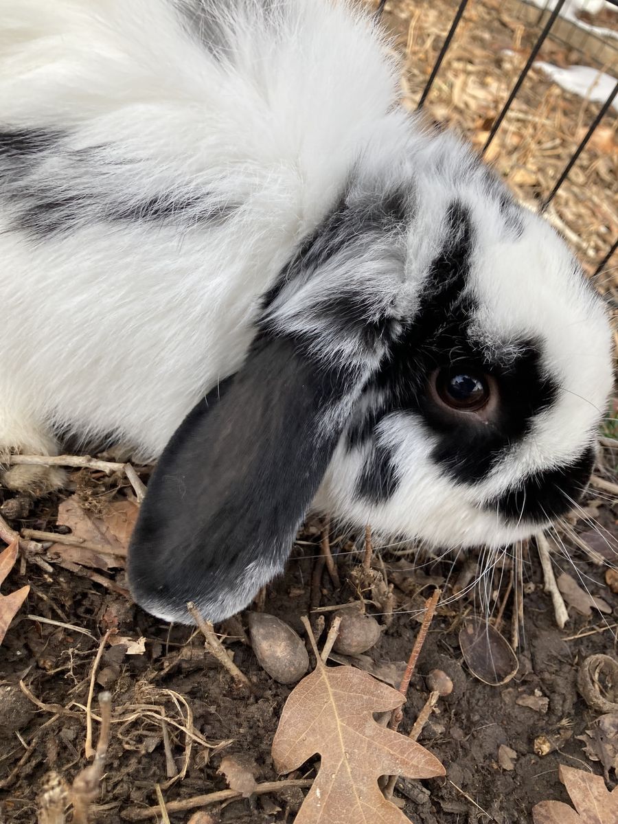 Cute male holland lop