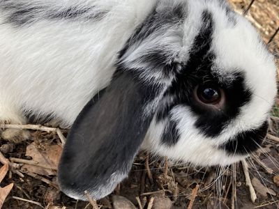 Cute male holland lop