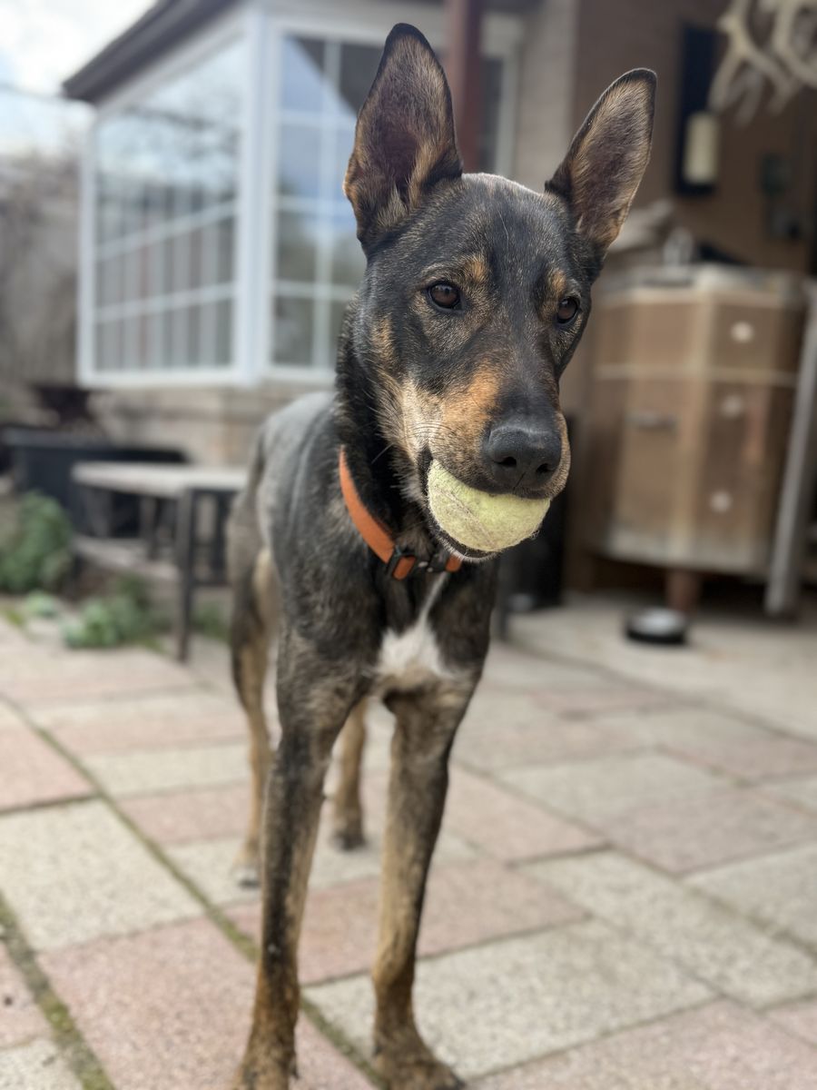 Manny Needs A Foster!