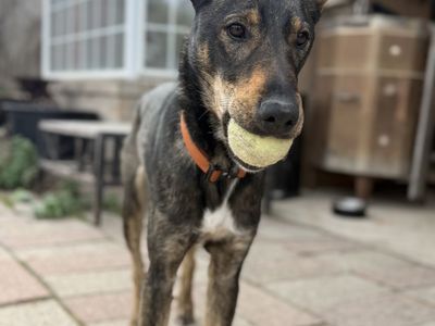 Manny Needs A Foster!