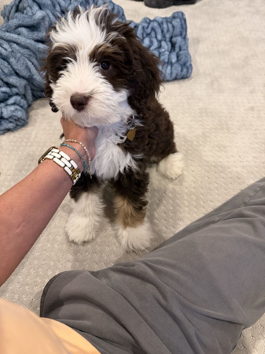 Adorable Bernedoodle Puppy - Tri-color, Fluffy Coat