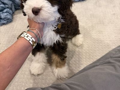 Adorable Bernedoodle Puppy - Tri-color, Fluffy Coat