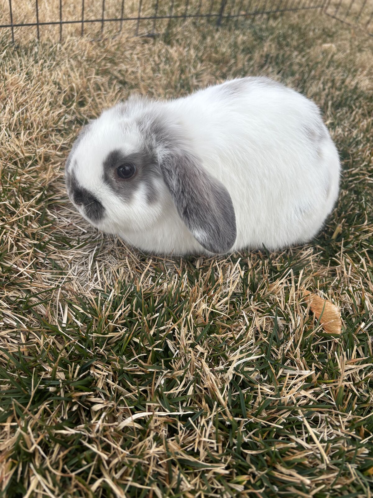 Holland Lop Baby Doe
