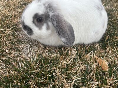 Holland Lop Baby Doe