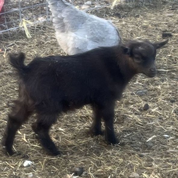 Registered Pygmy Bucklings